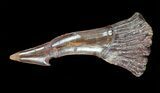 Cretaceous Giant Sawfish (Onchopristis) Rostral Barb #58328-1